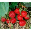 Erdbeere 'HUMMI® Rimona' 1 Erdbeere 'HUMMI® Rimona' -Angebote Biohort Store 8840498 BildFS 001 ErdbeereHummiRimonaRimonaHummi1St