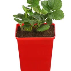 Erdbeere 'HUMMI® Rimona' 6 Erdbeere 'HUMMI® Rimona' -Angebote Biohort Store 8840498 WE FS 001 RimonaHummiHZDehnerExpressHerzig