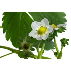 Erdbeerampel -Angebote Biohort Store 8840753 WE DE 001 FragariaErdbeerampelT20