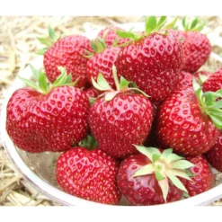 Erdbeere 'Hummi®-Meraldo'