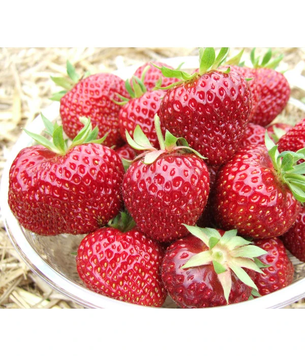 Erdbeere 'Hummi®-Meraldo' 3 Erdbeere 'Hummi®-Meraldo'