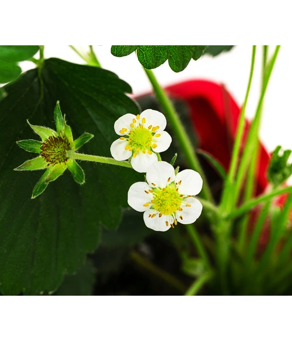 Erdbeerkasten 4 Erdbeerkasten – Bild 2