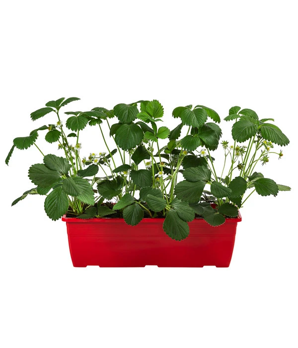 Erdbeerkasten 3 Erdbeerkasten