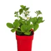 XXL Erdbeere 'Elsanta®' -Angebote Biohort Store 8842148 WE FS 001 FragariaErdbeereElsanta2L