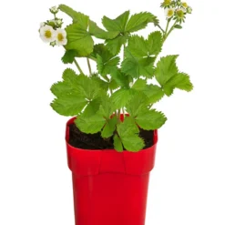 XXL Erdbeere 'Maxim'