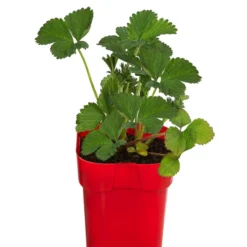 XXL Erdbeere 'Tenira'