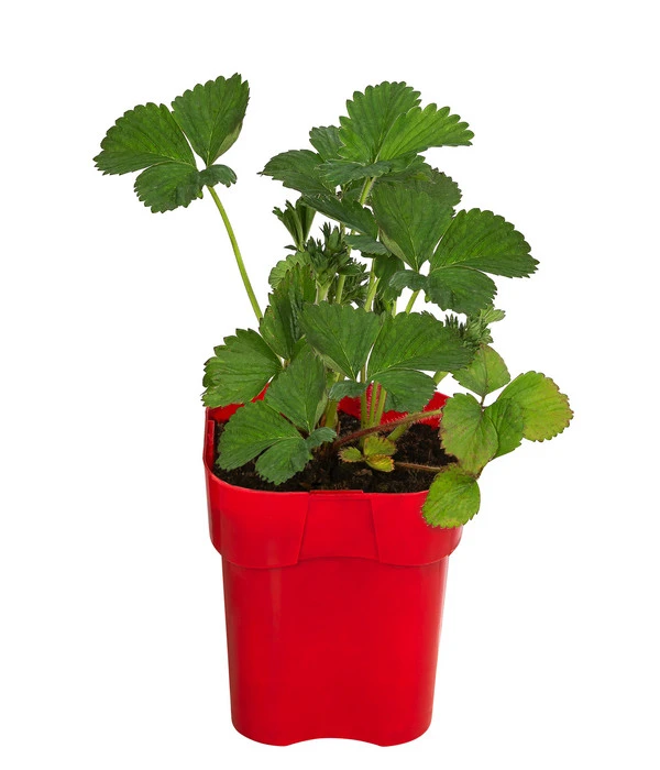 XXL Erdbeere 'Tenira' 3 XXL Erdbeere 'Tenira'