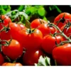Bioland Tomate, Rundfruchtig -Angebote Biohort Store 8842619 WE MO 002 TomateRundfruchtig