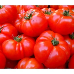 Bioland Fleischtomate