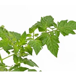 Bioland Cherrytomate -Angebote Biohort Store 8842635 WE DE 001 BioCocktailtomateT12DehnerExpressHerzig