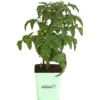 GREENBAR® Naschtomate -Angebote Biohort Store 8843203 PR FS 001 GreenbarNaschtomateT11DehnerExpressHerzig