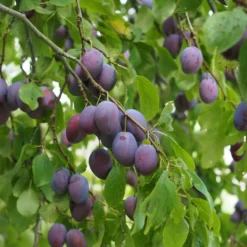 Zwetschge 'Kulinaria-Toptaste' -Angebote Biohort Store M200006349 WE MO 001 ZwetschgeKulinariaToptastePixabay