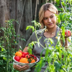 Ochsenherztomate 'Fleurette' -Angebote Biohort Store WE MO 001 Ernte Tomate 04