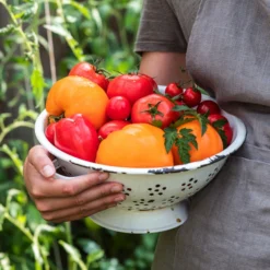 Tomate 'Garance' -Angebote Biohort Store WE MO 001 Ernte Tomate 05